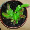 Dionaea muscipula