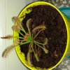 Drosera capensis typical
