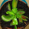 Dionaea muscipula