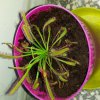 Drosera capensis typical