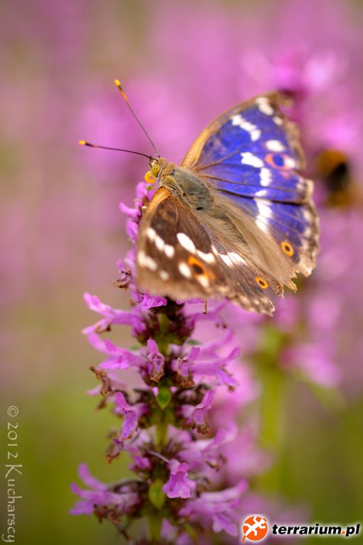 Apantura iris