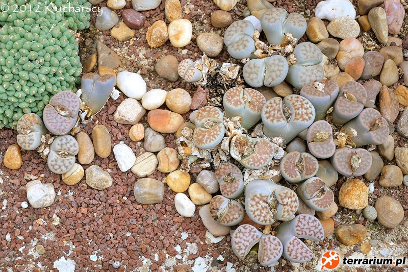 Lithops