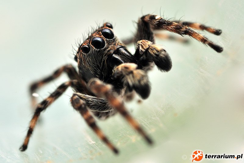 Sitticus floricola
