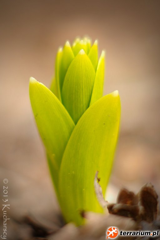 Fritillaria imperialis