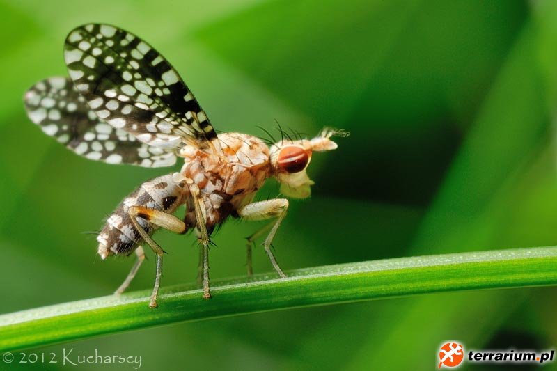 Diptera