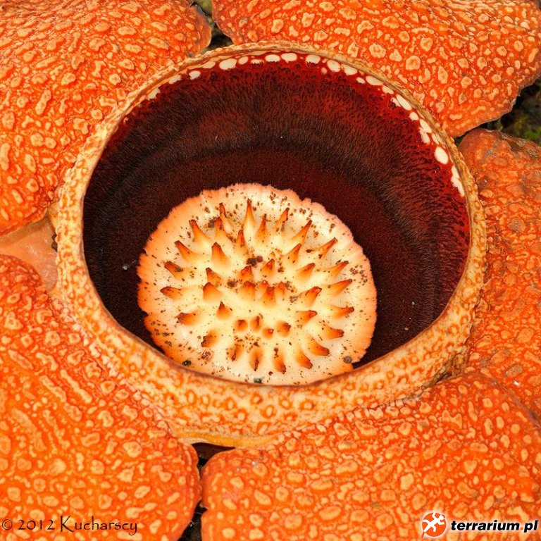 Rafflesia keithii