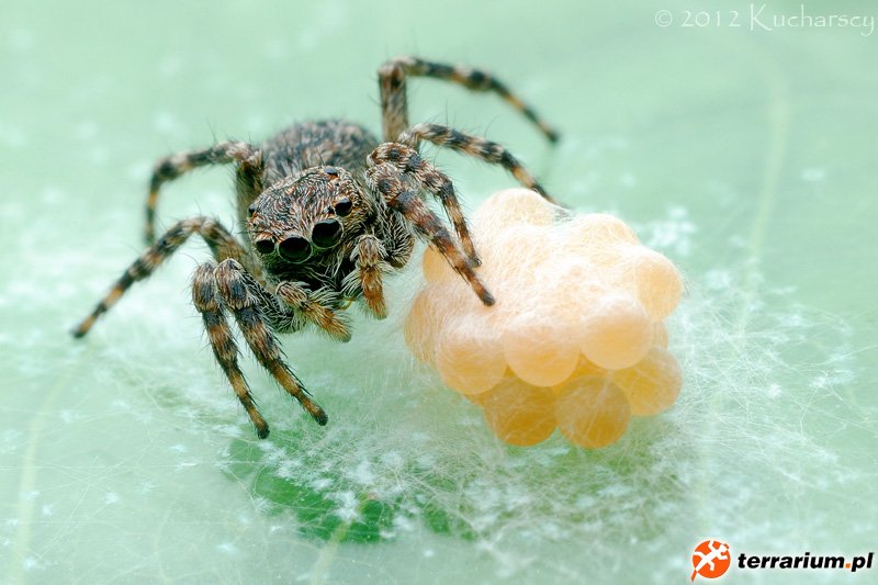 Sitticus sp.