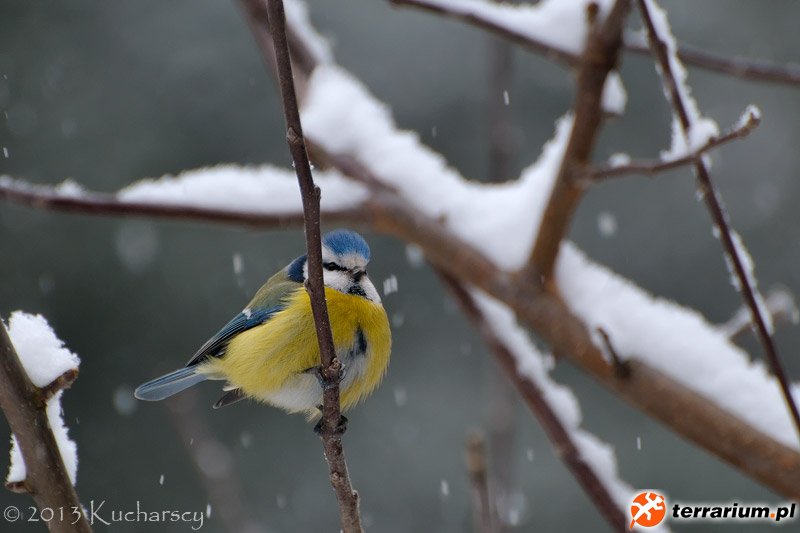 Cyanistes caeruleus