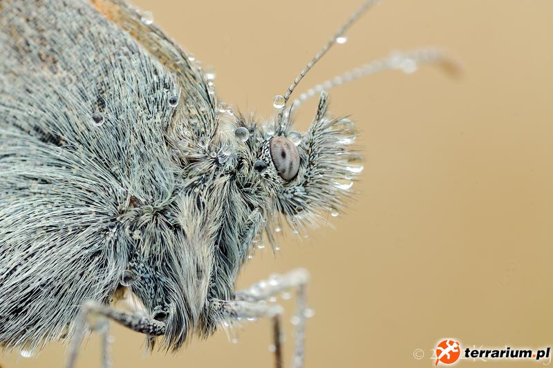 Motyl