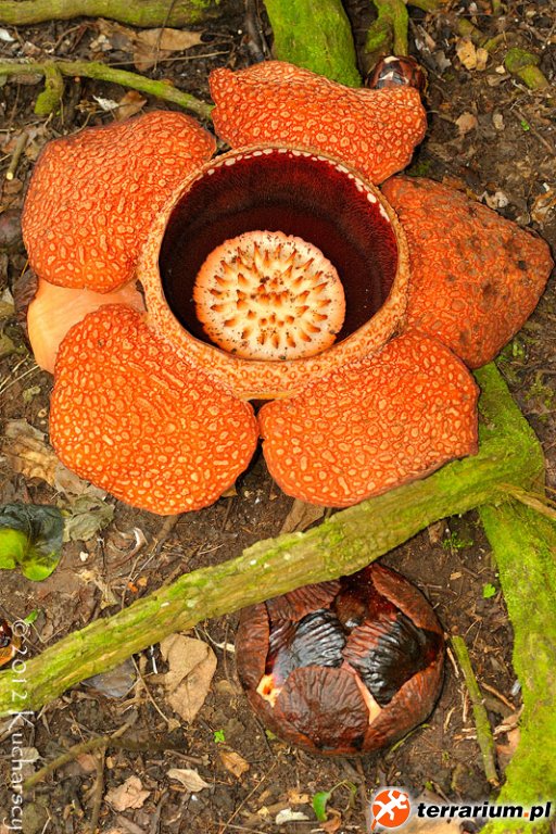 Rafflesia keithii