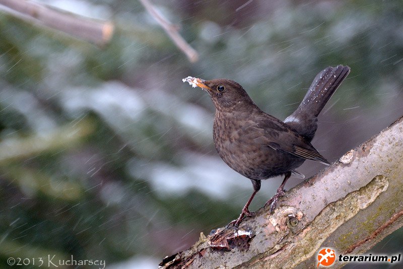 Turdus merula