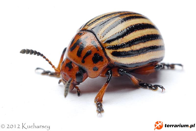 Leptinotarsa decemlineata