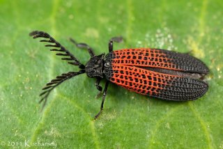 Duliticola sp.