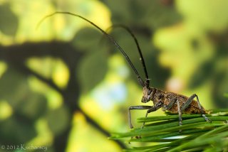 Monochamus sartor