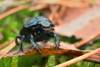 Geotrupes stercorarius