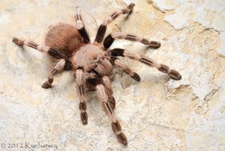 Nhandu chromatus
