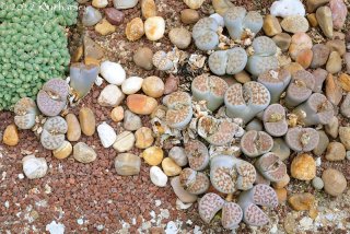 Lithops