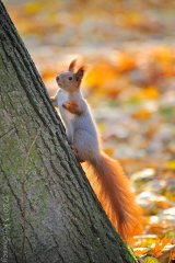 Sciurus vulgaris