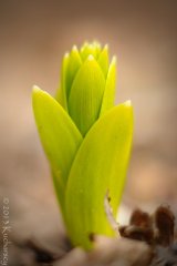 Fritillaria imperialis