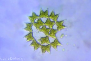 Pediastrum sp.