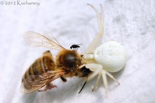 Misumena vatia