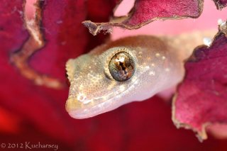 Hemidactylus turcicus