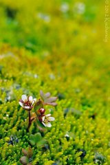 Saxifraga sp.