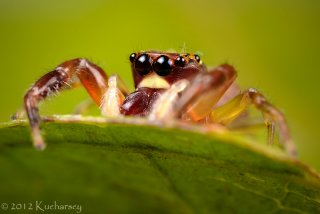 Salticidae