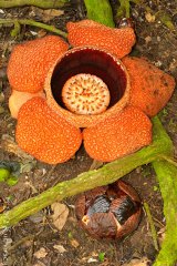 Rafflesia keithii