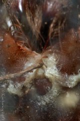 Nicienie Panagrolaimidae wychodzą z otworu gębowego