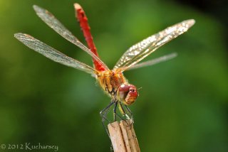 Sympetrum sanguineum