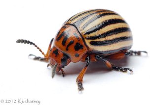 Leptinotarsa decemlineata