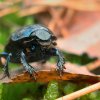 Geotrupes stercorarius