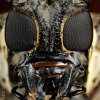 Cerambycidae