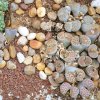 Lithops