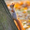 Sciurus vulgaris