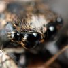 Salticus scenicus