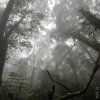 Borneo - dżungla