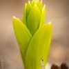 Fritillaria imperialis