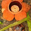 Rafflesia keithii