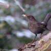 Turdus merula