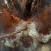 Nicienie Panagrolaimidae wychodzą z otworu gębowego