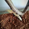 Mesopteryx alata (tajwańska modliszka olbrzymia) - mechanizm obronny Mesopteryx alata (tajwańska modliszka olbrzymia) - mechanizm obronny