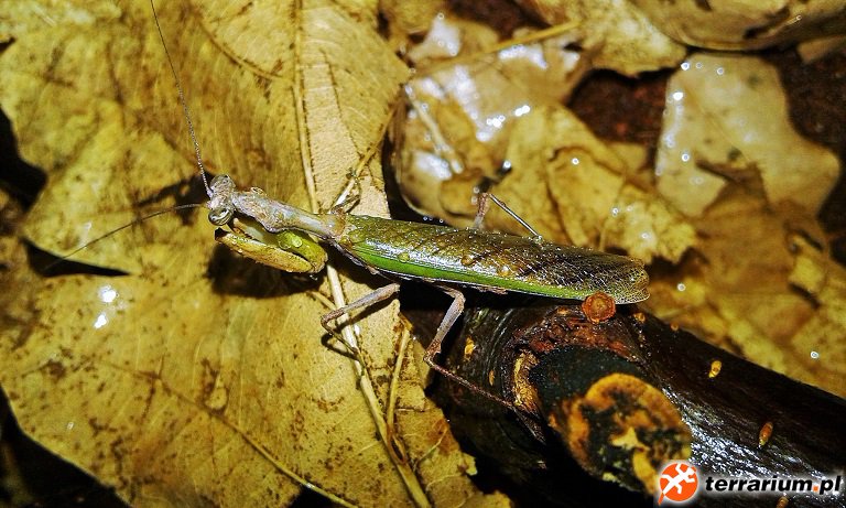 Acromantis formosana (dorosły samiec)