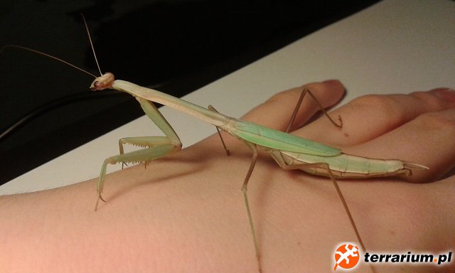 Mesopteryx  alata (tajwańska modliszka olbrzymia) - dorosła samica