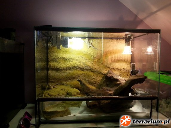 Terrarium wstępne