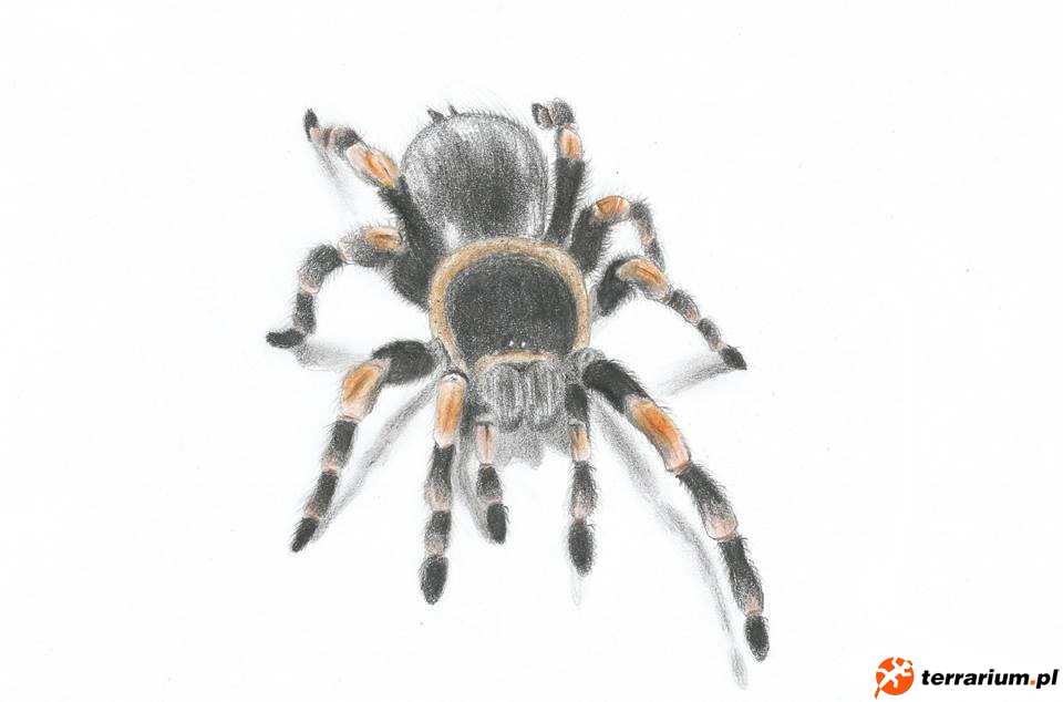 Brachypelma smithi