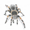 Brachypelma smithi