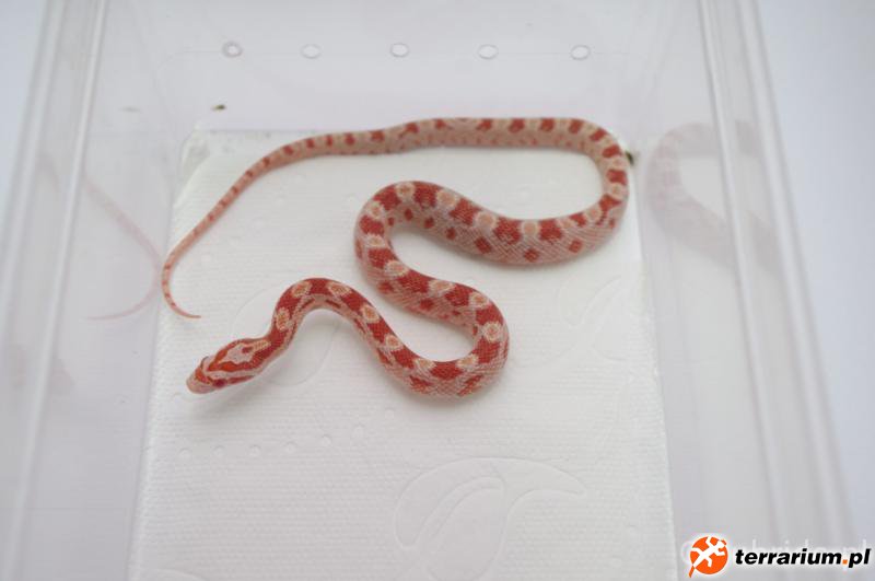 (hypo)amel het bloodred pied/caramel ph hypo