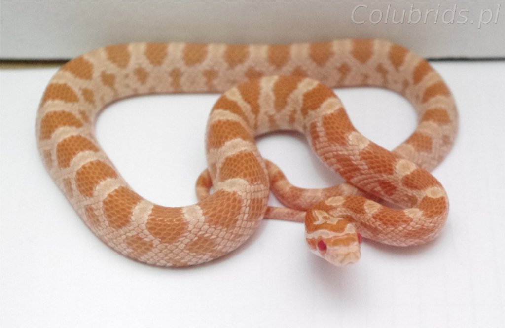 creamsicle 66% poss. het. striepd